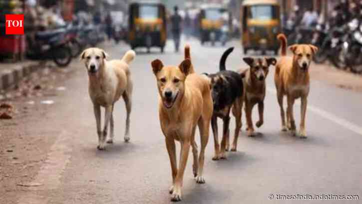 'Bite incidents every day': Delhi HC takes up stray dog issue, launches suo motu PIL