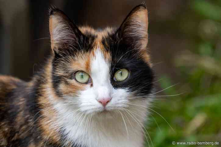 Katze mit Hakenkreuz am Ohr – Polizei ermittelt