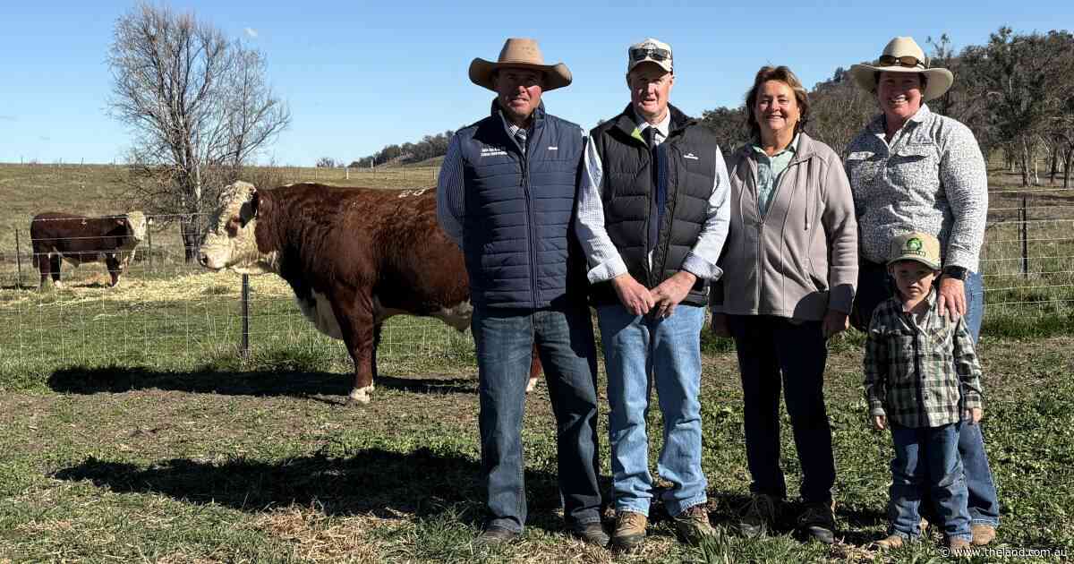 Amos-Vale Herefords proves commercial relevance as repeat buyers and new faces bid up