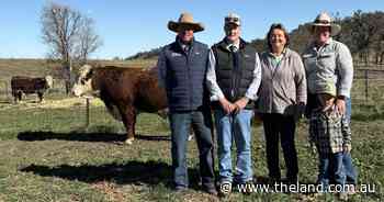 Amos-Vale Herefords proves commercial relevance as repeat buyers and new faces bid up