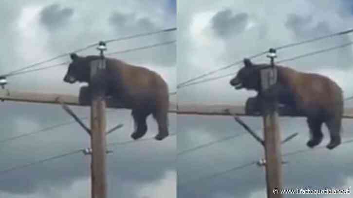 Un orso “curioso” si arrampica sul palo della luce ma rimane bloccato in equilibrio a pochi centimetri dai cavi dell’alta tensione: le immagini dell’incredibile salvataggio