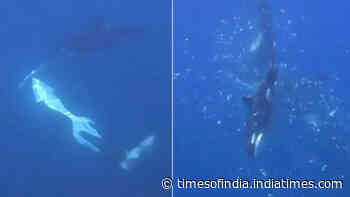 Orcas filmed tearing apart giant Sunfish with new hunting technique