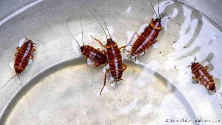 Think leftovers attract cockroaches? These everyday kitchen items may be the real culprits