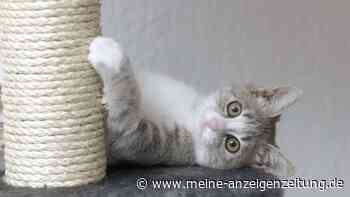 Test Story von Markus