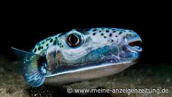 Dieser giftige Fisch sorgt vor Griechenlands Küsten für Alarm – deshalb wurde eine Barriere errichtet