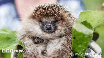 Rescue centre full of dehydrated hedgehogs