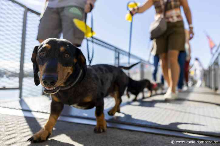 Hundepipi ade: In Chiasso muss mit Wasser nachgespült werden