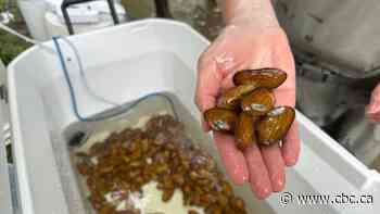 Endangered freshwater mussels brought back to Canadian waters for 1st time