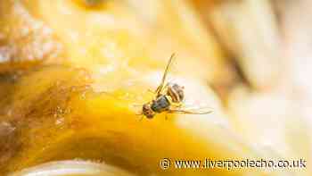 Get rid of flies in your kitchen for good with simple £1.48 DIY method