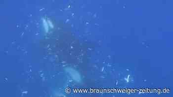 Orcas zerschmettern riesige Mondfische – Forscher beobachten außergewöhnliche Jagd