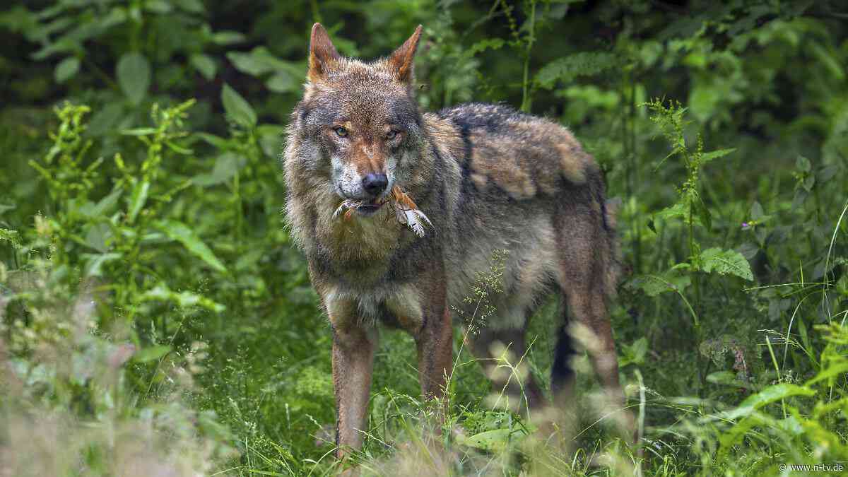 Bericht über Vorfall in Italien: Hündin soll Kleinkind gegen Wolf verteidigt haben