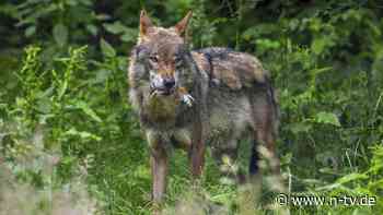 Bericht über Vorfall in Italien: Hündin soll Kleinkind gegen Wolf verteidigt haben