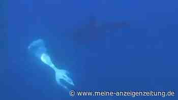 Orcas rammen Mondfisch und lassen ihn „explodieren“ – Forscher filmen bislang unbekanntes Jagdverhalten