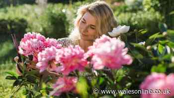 10 low-maintenance plants you only need to buy once - and they'll flower for decades