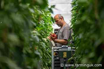 Sainsbury's signs 10-year deals to boost British salad crops