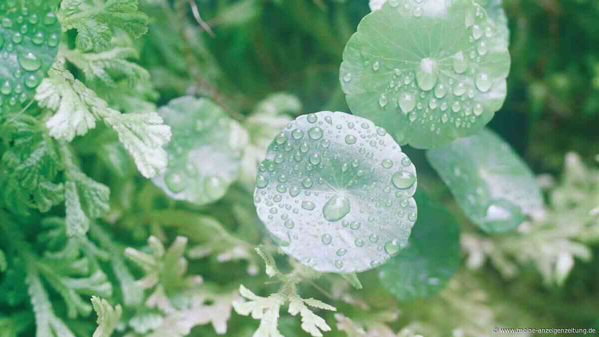 Hype oder Heilmittel? Was Gotu Kola wirklich kann – und wo Vorsicht geboten ist