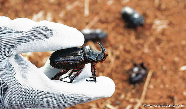 Kokua Line: Do we still report coconut rhinoceros beetles on Oahu?