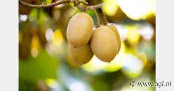 Recordoogst Nieuw-Zeelandse kiwi's