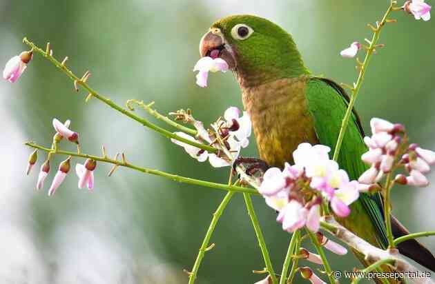 Neues Trendhobby Bird Watching: Auf den Spuren seltener Arten in Belize, Island und La Réunion