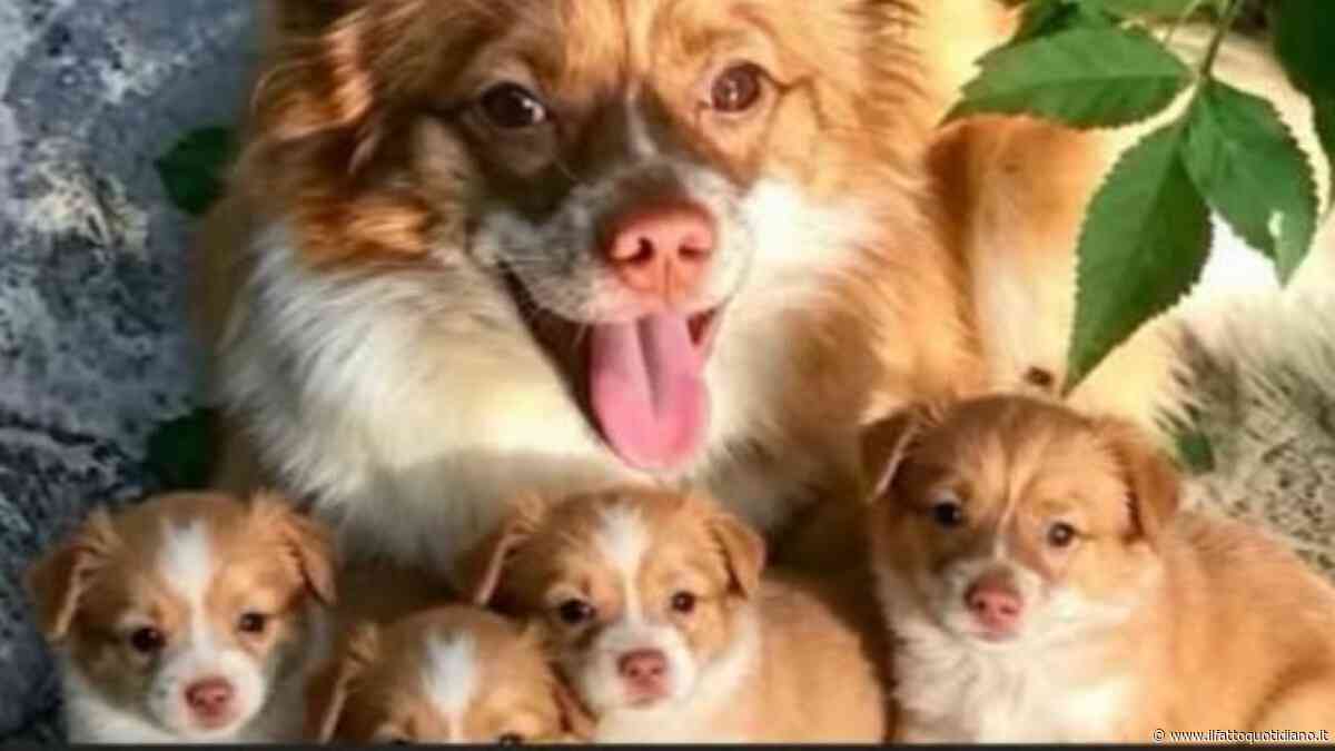 Ragazzini torturano e uccidono il cane randagio Wang Wang e i suoi cuccioli in Cina: rabbia degli attivisti. Le autorità: “No al cyberbullismo”