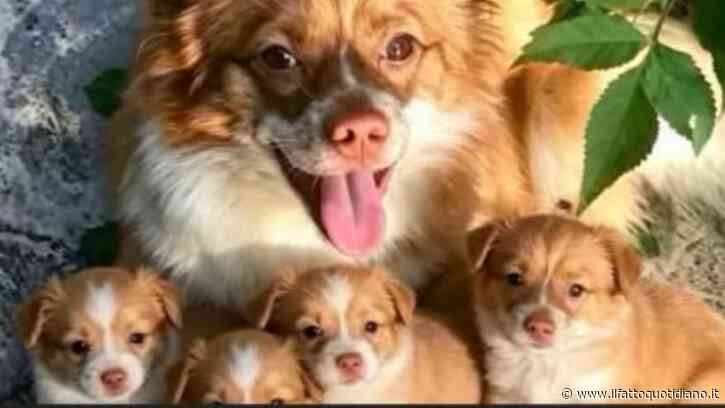 Ragazzini torturano e uccidono il cane randagio Wang Wang e i suoi cuccioli in Cina: rabbia degli attivisti. Le autorità: “No al cyberbullismo”