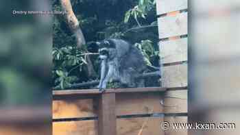 Who is Jimothy, the short-spined raccoon taking over social media (and maybe your TV)