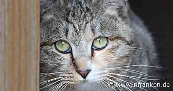 Main-Tauber-Kreis: Katze mit Hakenkreuz am Ohr bekritzelt - Zeugen gesucht