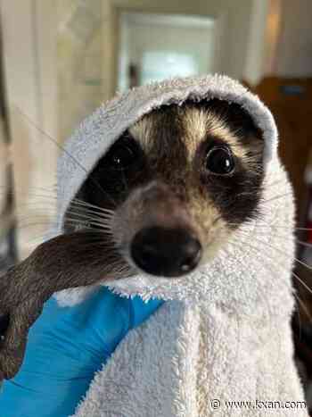 Austin Wildlife Rescue takes in 270+ wild animals after July floods, heavy rain