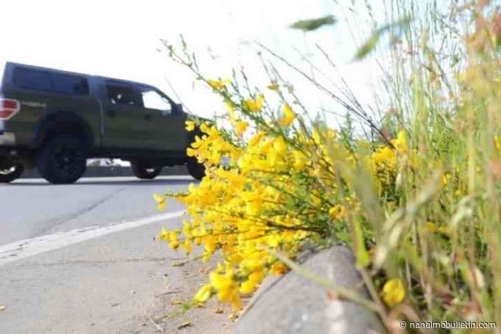 City targets invasive plant species again
