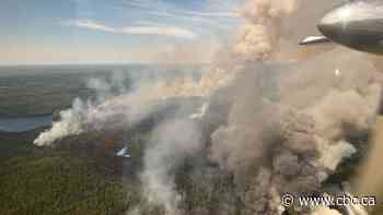 New research finds a particular tree species can act as a wildfire barrier