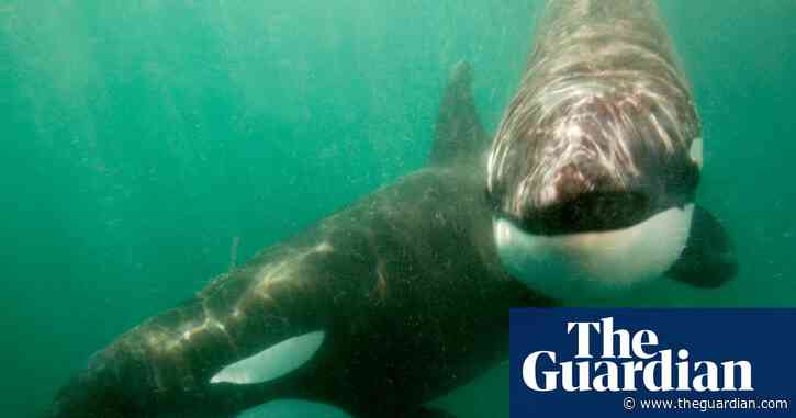 Orcas seen ramming prey so hard it explodes may be playing game