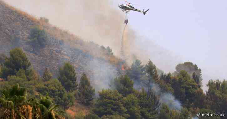 Arsonists using cats with soaked rags tied to their tails to spread Italian wildfires