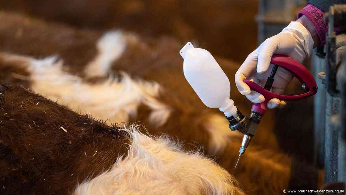 Blauzungenkrankheit: Das müssen Tierhalter im Landkreis Gifhorn jetzt beachten