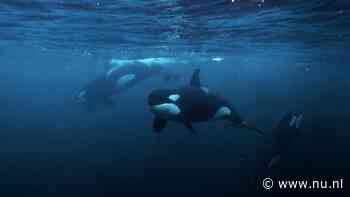 Orka's spelen mogelijk met hun prooi door erop in te rammen tot die uiteenspat