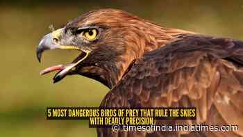 5 most dangerous birds of prey that rule the skies with deadly precision