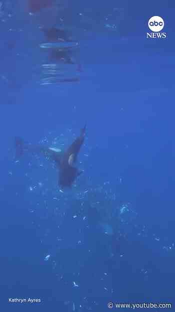 Orcas filmed pulverizing sunfish