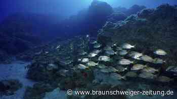 Meeresboden sackt rasant um mehrere Meter ab – und Forscher sind live dabei