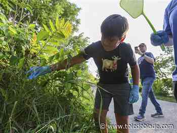 Perrysburg residents battle invasive bugs 1 squish at a time
