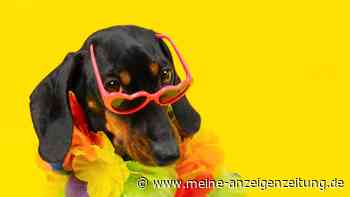 Neue Pflicht im Urlaubsland: Hundehalter müssen jetzt auch Urin wegmachen