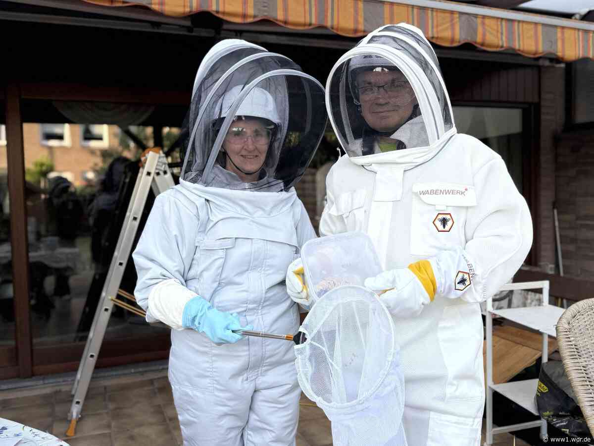 Asiatische Hornisse bedroht Bienen in NRW