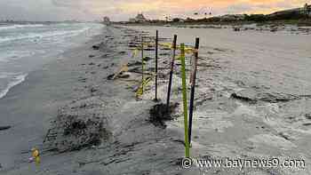 Bertha's rough surf hits sea turtle nests on Pinellas beaches