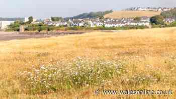 Drought declared in parts of Wales