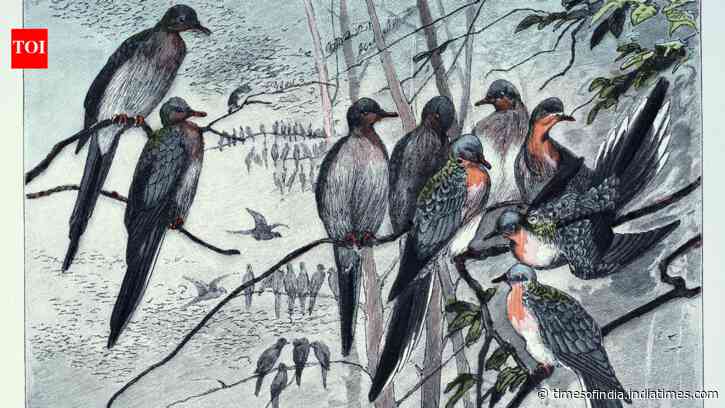 In 1914, the passenger pigeon disappeared after once filling North American skies, becoming one of history’s greatest wildlife losses