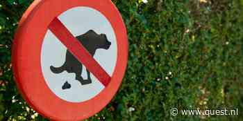 Waarom eet een hond poep?