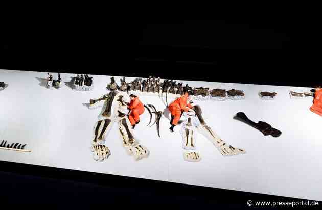 Dinosaurier Museum Altmühltal baut Langhalssaurier Arapahoe vor den Augen der Besucher auf / Spektakuläre Leihgabe aus Zürich zählt zu den größten originalen Dinosaurierskeletten Europas