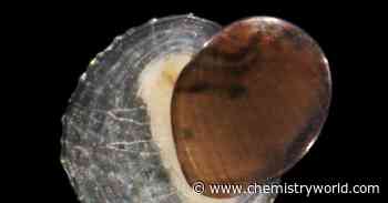 Chemical analysis of limpet shells reveals mechanism behind deep-sea migrations