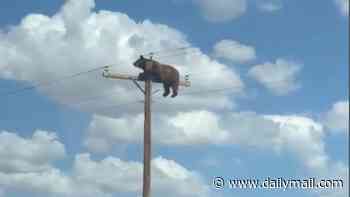 Moment terrified bear clings to top of 35ft telephone pole before suffering gruesome fate