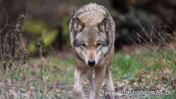Wolf greift Kind (2) an – Familienhund „Destiny“ bezahlt Rettung mit dem Leben