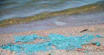 Gesundheitsgefahr: Blaualgen-Warnung für Goldbergsee bei Coburg