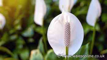 Peace lilies will burst with white blooms using 1 simple watering technique